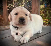 Hank , a male Labrador Retriever for sale in Augusta, WI – 3 of 3