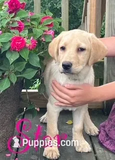 Star – Labrador Retriever puppy for sale in Augusta, WI