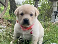 Trixy, a female Labrador Retriever for sale in Augusta, WI – 3 of 3