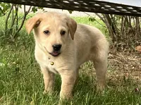 Belle, a female Labrador Retriever for sale in Augusta, WI – 1 of 7