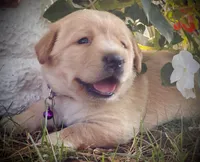 Beretta, a female Labrador Retriever for sale in Augusta, WI – 2 of 2