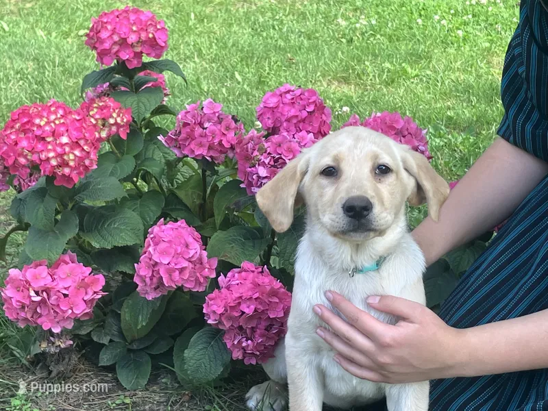 Star – Labrador Retriever puppy for sale in Augusta, WI
