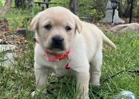 Trixy, a female Labrador Retriever for sale in Augusta, WI – 2 of 3