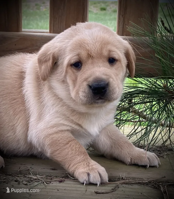 Remi – Labrador Retriever puppy for sale in Augusta, WI
