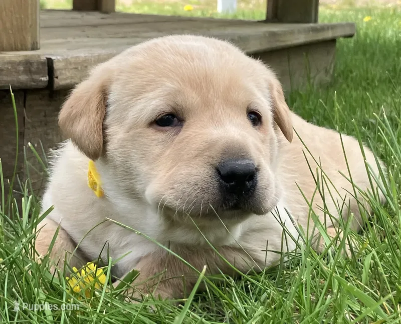 Belle – Labrador Retriever puppy for sale in Augusta, WI