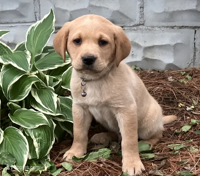 Remi – Labrador Retriever puppy for sale in Augusta, WI