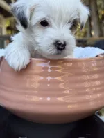 Jackson, a male Morkie for sale in Ukiah, CA – 2 of 10