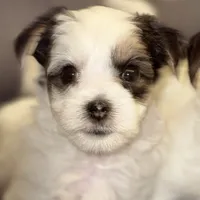Hunter, a male Morkie for sale in Ukiah, CA – 6 of 10