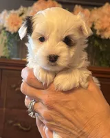 Skipper, a male Morkie for sale in Ukiah, CA – 7 of 10