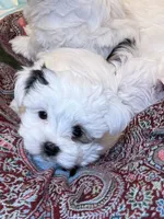 Chase, a male Morkie for sale in Ukiah, CA – 7 of 10