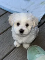 Barclay, a male Morkie for sale in Ukiah, CA – 6 of 10