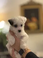 Chase, a male Morkie for sale in Ukiah, CA – 5 of 10