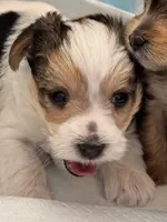 Chance, a male Morkie for sale in Ukiah, CA – 3 of 10