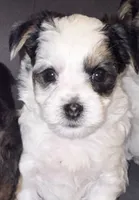 Hunter, a male Morkie for sale in Ukiah, CA – 2 of 10