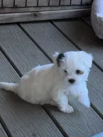 Skipper, a male Morkie for sale in Ukiah, CA – 8 of 10