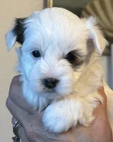 Skipper, a male Morkie for sale in Ukiah, CA – 6 of 10