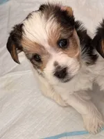 Chance, a male Morkie for sale in Ukiah, CA – 4 of 10