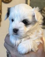 Skipper, a male Morkie for sale in Ukiah, CA – 5 of 10