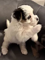 Hunter, a male Morkie for sale in Ukiah, CA – 4 of 10