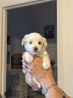 Barclay, a male Morkie for sale in Ukiah, CA – 4 of 10