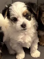 Hunter, a male Morkie for sale in Ukiah, CA – 5 of 10