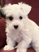 Chase, a male Morkie for sale in Ukiah, CA – 8 of 10