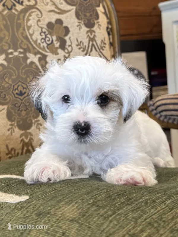 Skipper – Morkie puppy for sale in Ukiah, CA