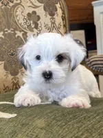 Skipper, a male Morkie for sale in Ukiah, CA – 1 of 10