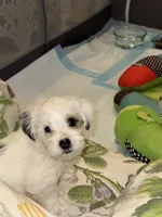 Skipper, a male Morkie for sale in Ukiah, CA – 3 of 10