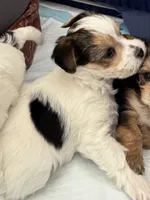 Chance, a male Morkie for sale in Ukiah, CA – 10 of 10