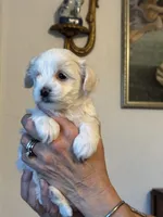 Barclay, a male Morkie for sale in Ukiah, CA – 2 of 10