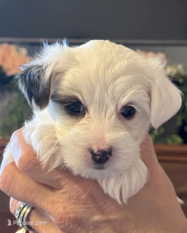 Chase – Morkie puppy for sale in Ukiah, CA