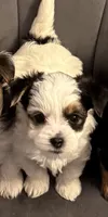 Hunter, a male Morkie for sale in Ukiah, CA – 8 of 10