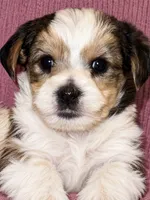 Chance, a male Morkie for sale in Ukiah, CA – 7 of 10
