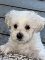 Barclay, a male Morkie for sale in Ukiah, CA – 10 of 10