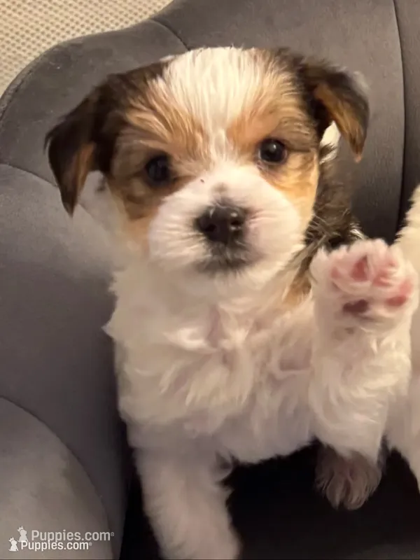 Chance – Morkie puppy for sale in Ukiah, CA