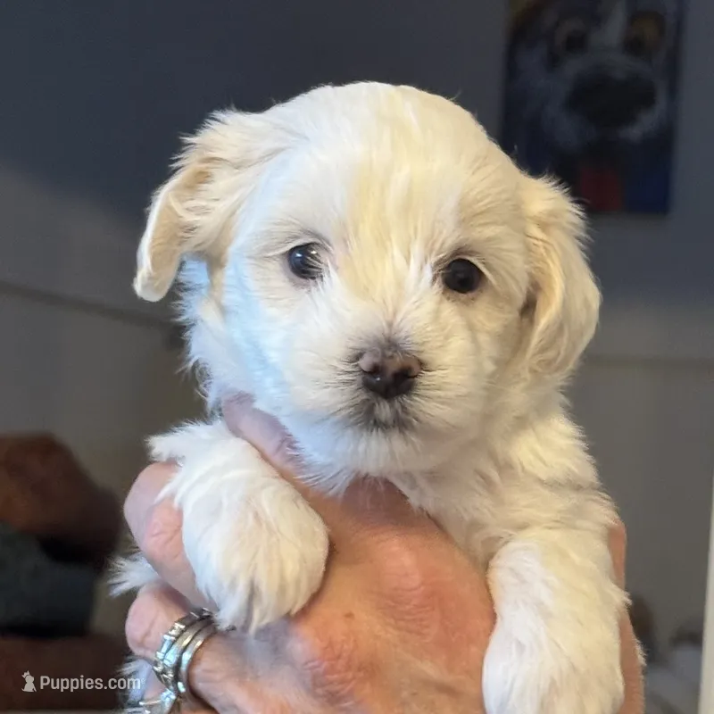 Barclay – Morkie puppy for sale in Ukiah, CA