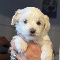 Barclay, a male Morkie for sale in Ukiah, CA – 1 of 10