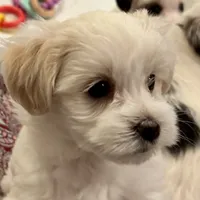 Barclay, a male Morkie for sale in Ukiah, CA – 3 of 10