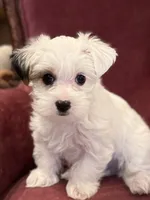 Chase, a male Morkie for sale in Ukiah, CA – 6 of 10