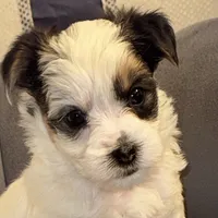 Hunter, a male Morkie for sale in Ukiah, CA – 7 of 10
