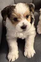 Chance, a male Morkie for sale in Ukiah, CA – 5 of 10