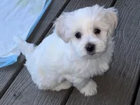 Barclay, a male Morkie for sale in Ukiah, CA – 7 of 10