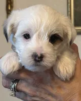Jackson, a male Morkie for sale in Ukiah, CA – 10 of 10