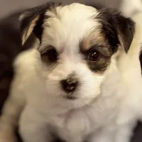 Hunter, a male Morkie for sale in Ukiah, CA – 9 of 10
