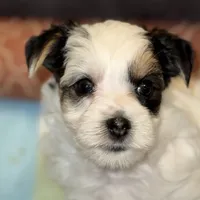 Hunter, a male Morkie for sale in Ukiah, CA – 10 of 10