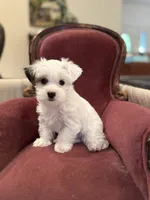 Chase, a male Morkie for sale in Ukiah, CA – 10 of 10