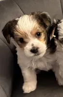 Chance, a male Morkie for sale in Ukiah, CA – 2 of 10
