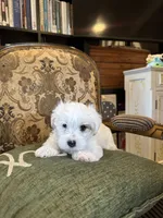 Skipper, a male Morkie for sale in Ukiah, CA – 10 of 10