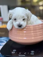Barclay, a male Morkie for sale in Ukiah, CA – 5 of 10